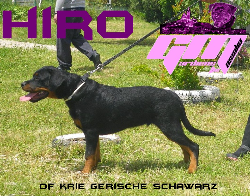 Hiro of Krie Gerische Schawarz