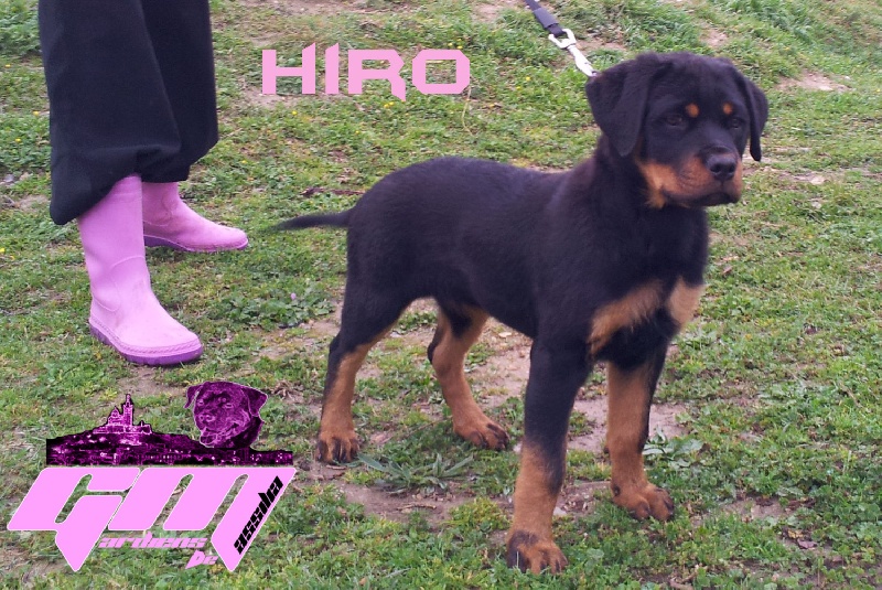 Hiro of Krie Gerische Schawarz