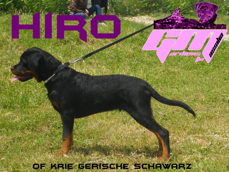 Hiro of Krie Gerische Schawarz